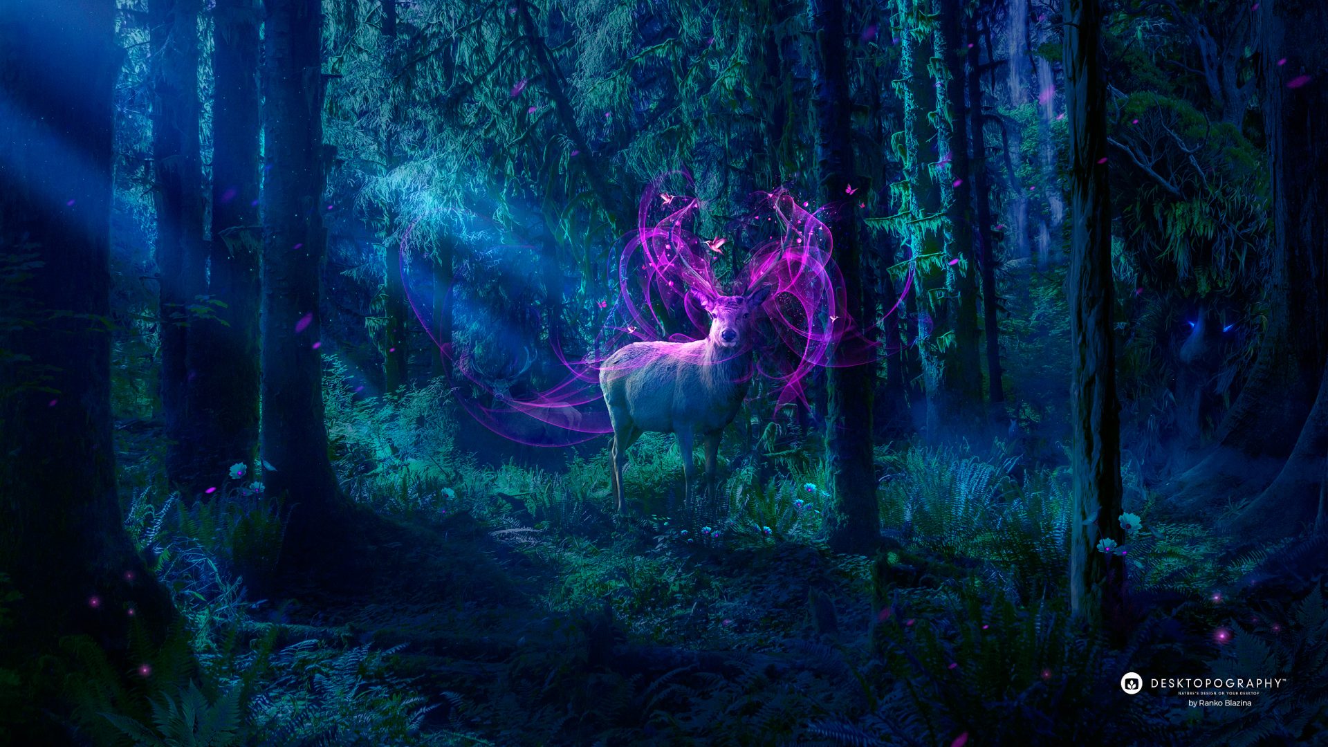 87100 Magical Forest Stock Photos Pictures  RoyaltyFree Images   iStock  Enchanted forest Magic forest Magical forest background
